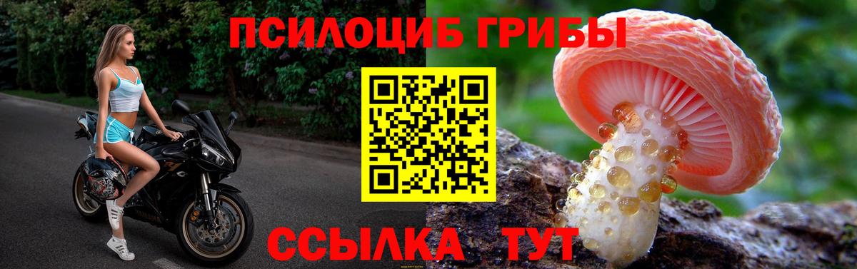 Псилоцибиновые грибы GOLDEN TEACHER Сургут
